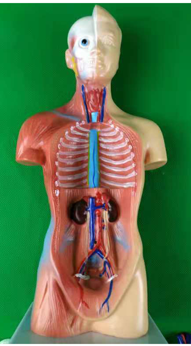 2021新款人体模型解剖心脏骨骼大脑全身结构医学器官儿童躯干玩具内脏