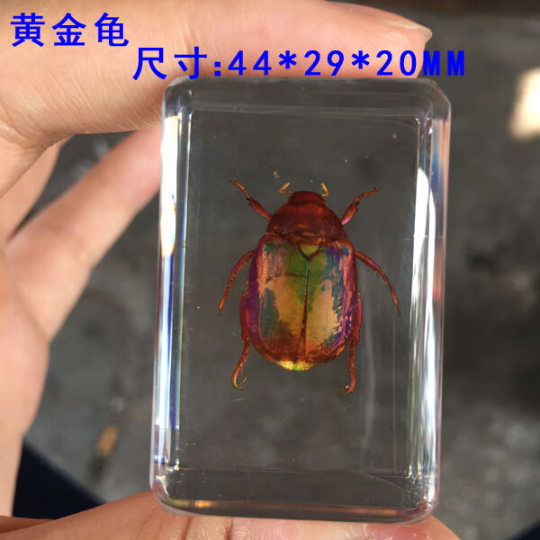 甲虫真实昆虫树脂标本琥珀蝗虫独角仙螃蟹金龟子蜜蜂锹甲叶甲蜘蛛标本