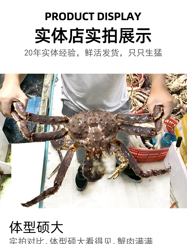 活鲜乐食港鲜活帝王蟹俄罗斯进口大螃蟹长脚蟹活蟹海鲜水产蟹类4650斤