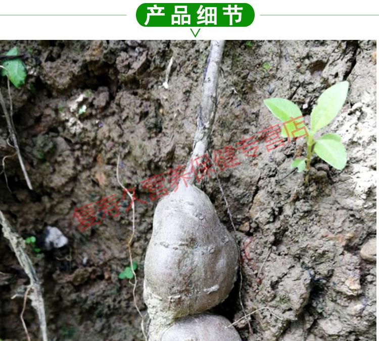 康中尊正宗纯野生三叶青金线吊葫芦小儿高烧中草药原材料新鲜500g