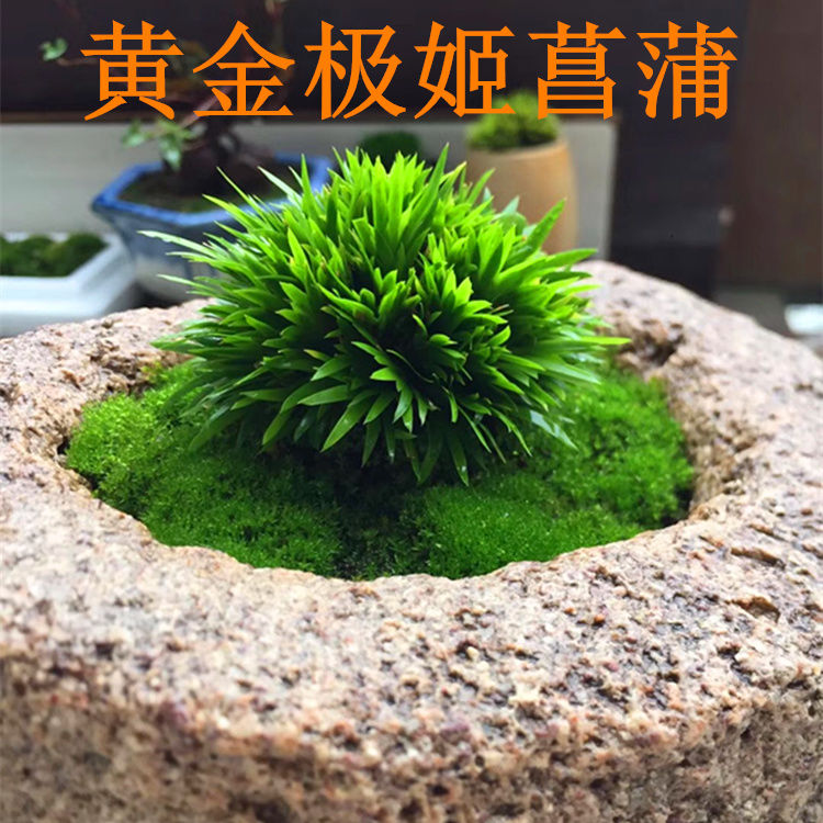 菖蒲苗黄金姬金钱贵船苔虎须老桩龙根矮种菖蒲草植物水培附石盆景胧月