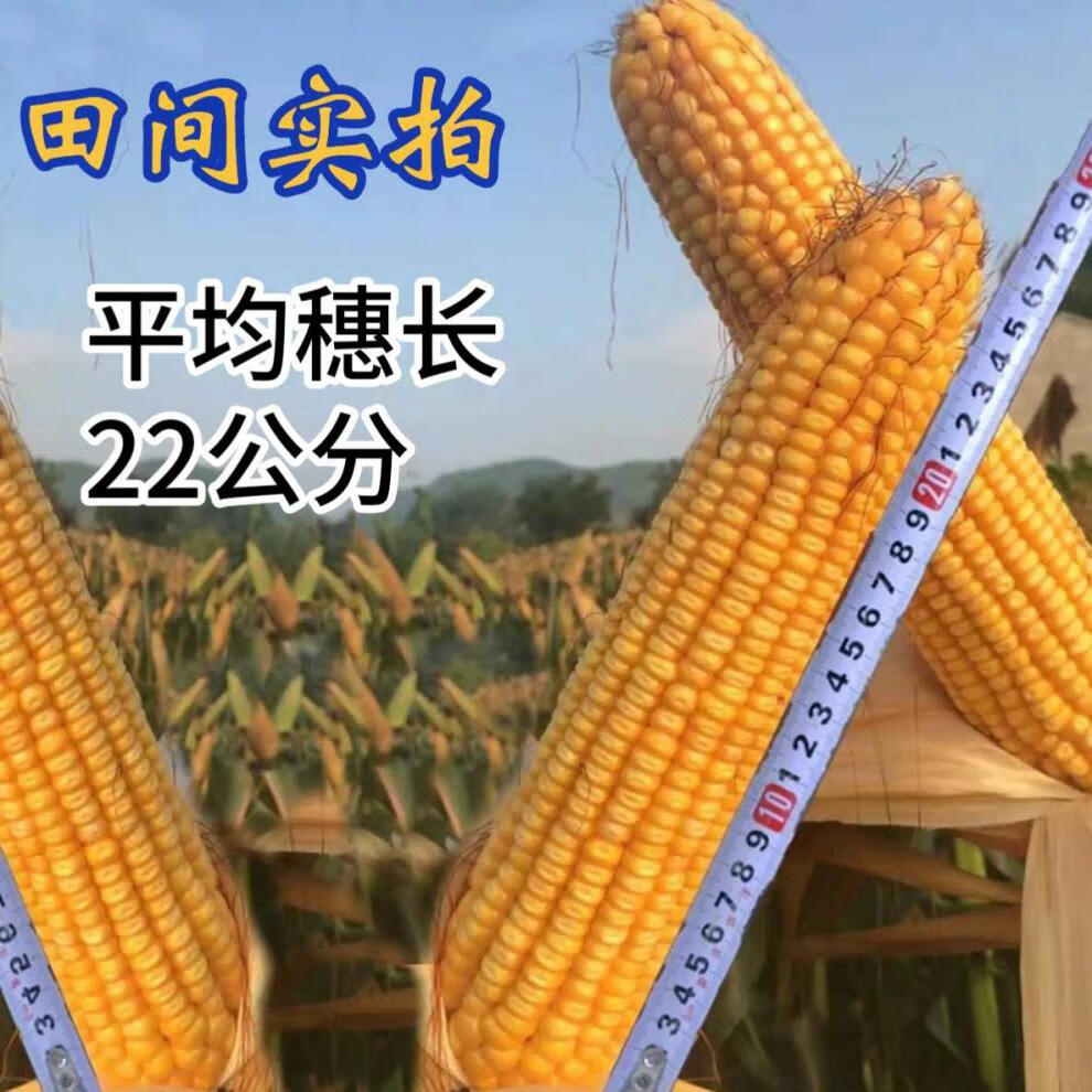 土海916玉米种子 高产大田玉米种子红轴大棒矮杆抗倒饲料玉米种子