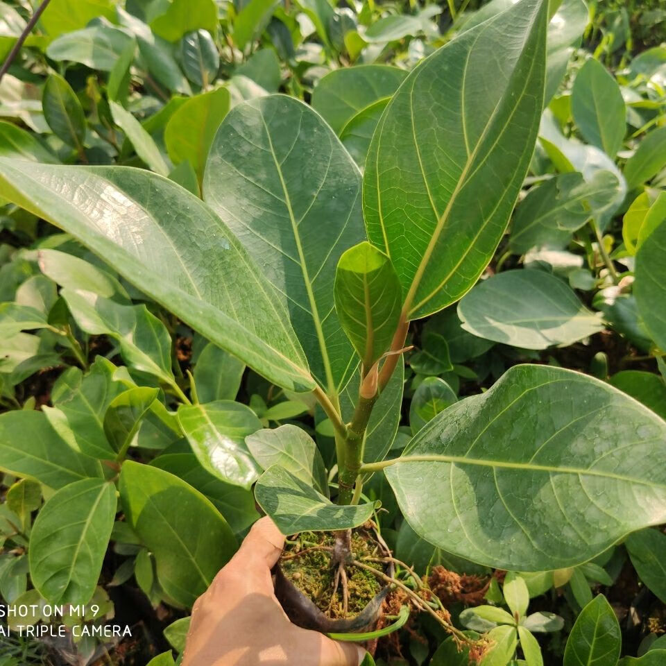 花姬正宗高山榕树苗大叶榕苗大青树马榕富贵庭院绿化常绿地栽植物