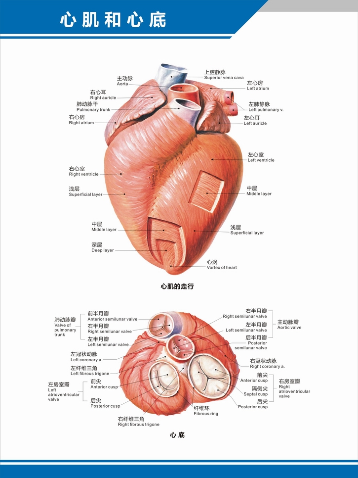 心脏结构示意图 心脏解剖图结构图构造图示意图心血管内科中英文医院