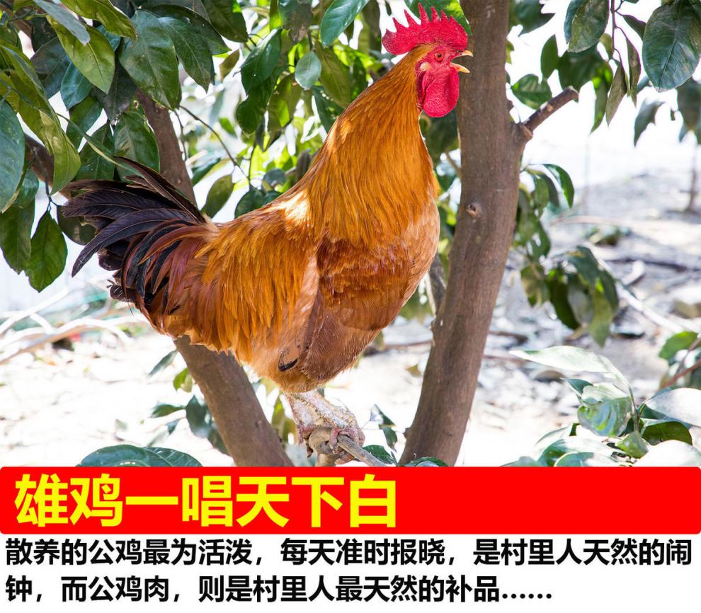散养现杀土鸡山东大公鸡月子鸡走地鸡鲜鸡肉 嫩鸡2只3.2斤