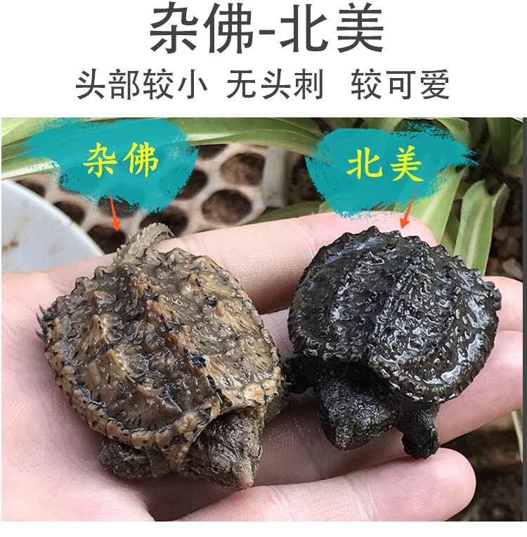 纯佛鳄龟原种爆刺小鳄龟活物北美杂佛龟苗宠物龟观赏龟国产纯佛34厘米