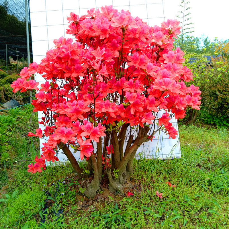 室内好养树映山红盆景老桩头阳台栽植物杜鹃花卉客厅四季苗木 桔色 bx