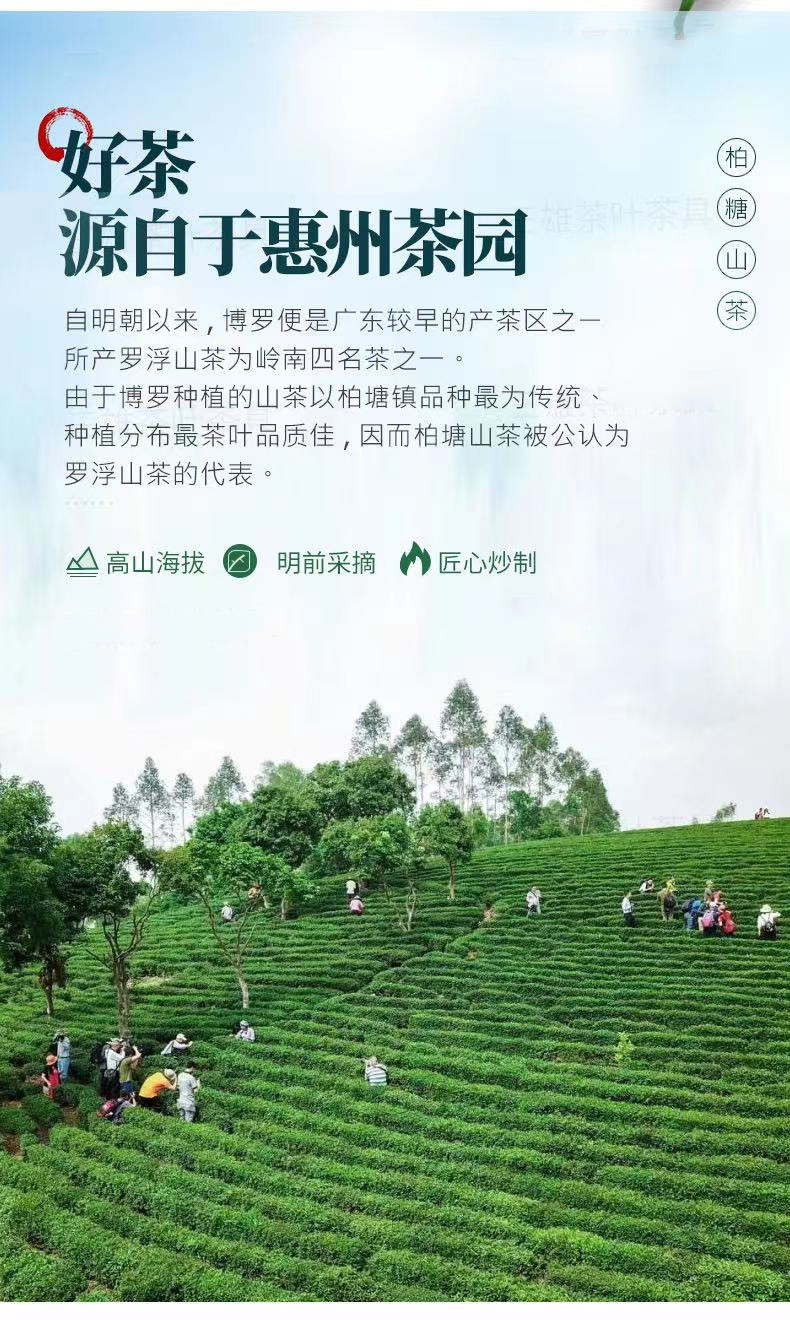 惠州茶叶博罗柏塘山茶广东十大名茶浓香型清香型客家绿茶