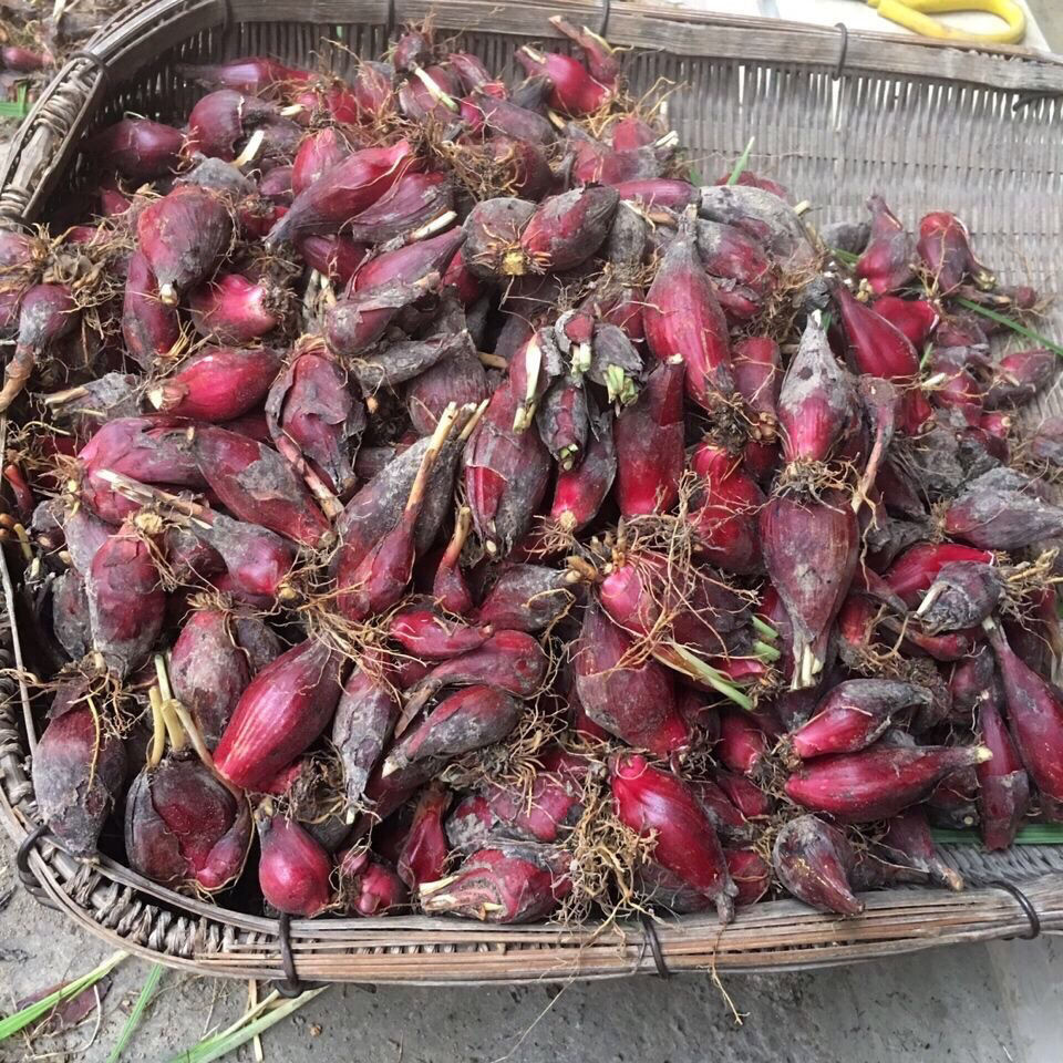 野生红葱头珠葱朱葱小红蒜百步还阳红根水仙500g