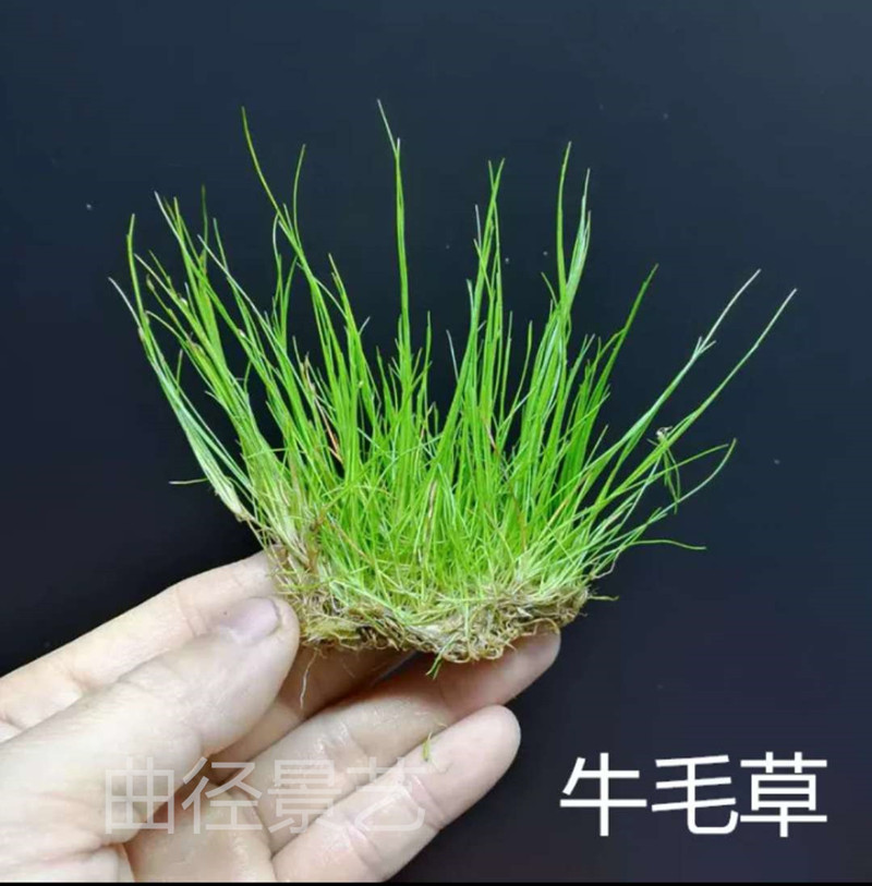 草缸前景水草植物活体阴性无需二氧化碳co2水下叶红色