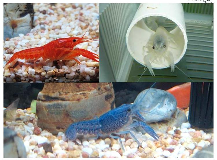 鳌虾白色鳌虾佛兰天空蓝魔活体虾观赏虾活体宠物蓝色小鳌虾荣郁 白