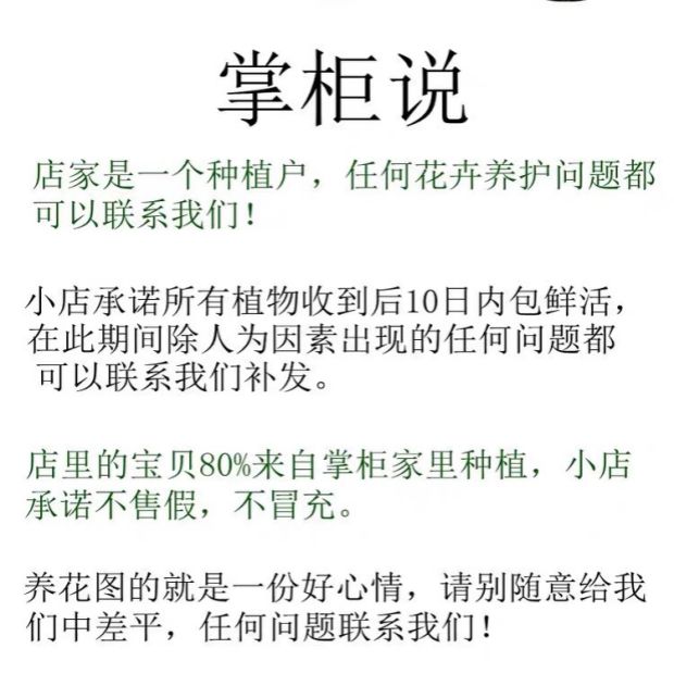 重瓣夏日七心小璇国色衍平文清阳台庭院植物夏梦华林2年苗含盆
