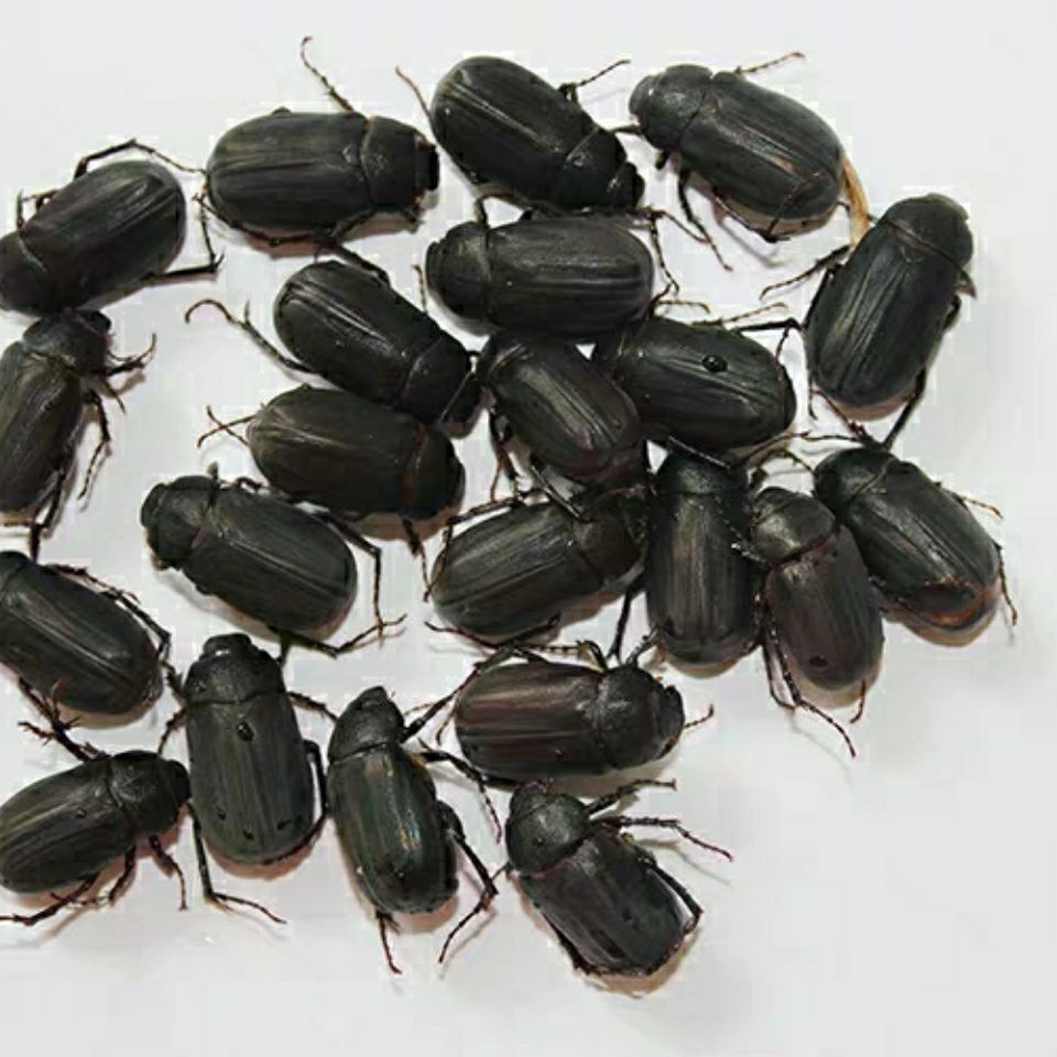 新鲜冷冻瞎眼创子闯子金龟子瞎胖子瞎撞子红孩儿昆虫美食下酒菜黑色