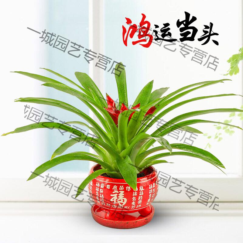 一城 鸿运当头 鸿运当头盆栽小红星室内好养水培植物凤梨花大苗花卉
