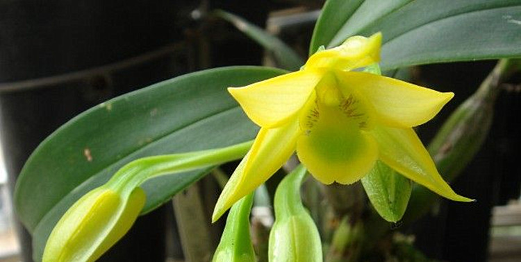 翅梗石斛苗老挝品种蜡质浓香花卉观花绿植客厅超大横板3012cm植好满板