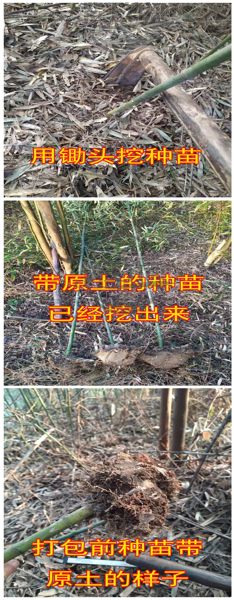 实心竹苗种苗文玩玉竹苗庭院竹子苗四季长青竹苗观赏盆景竹苗d5实心竹
