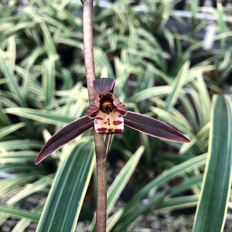 兰花苗日向金边墨兰浓香型线艺冬季花苞花卉绿植盆栽桃姬4苗送土不含