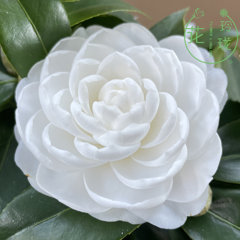 白玉丹茶花盆栽树苗花卉白色山茶带花苞年宵绿植名贵珍稀白茶花白茶