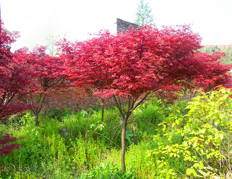 日本红枫树苗庭院种植南方北方名贵风景树小苗出猩猩红枫盆景盆栽