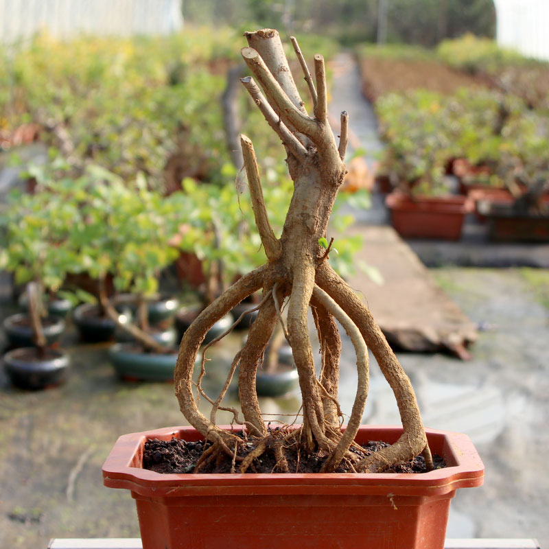 石榴树苗结果盆景园艺微小老桩园艺花卉植物矮霸提根造型树桩盆栽一物