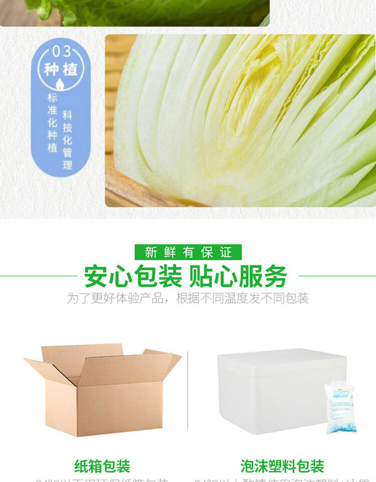 新鲜日本绍菜2斤龙牙菜青麻叶快菜青菜玉菜御菜玉田包尖大白菜 1000g