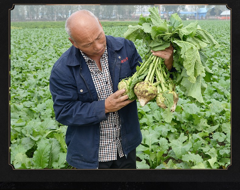 河南馆小苍娃原味芥菜丝河南特产登封芥丝腌制泡下饭咸菜1100g2罐芥菜