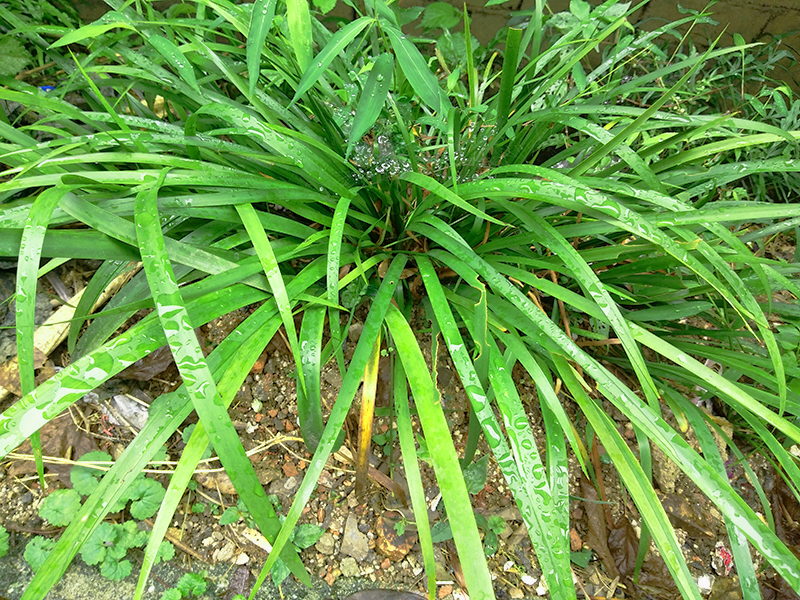 贵州随手香茴香菖蒲盆栽花卉五香草牛羊鸡鸭鱼肉卤菜食用香料回香菖蒲