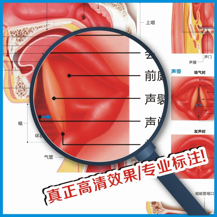 医院科室挂图耳鼻喉构造图耳鼻喉解剖图耳鼻喉结构图耳鼻喉科挂图医院