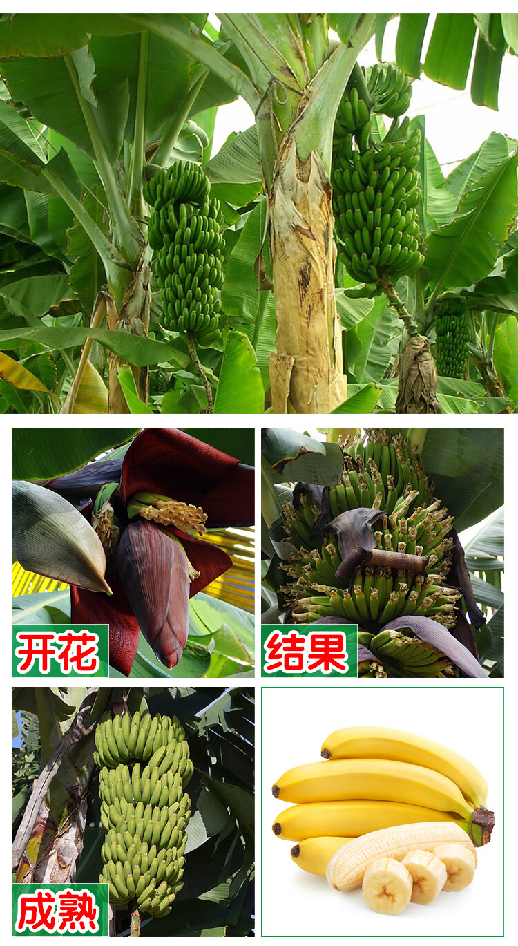 矮化香蕉树苗粉蕉苗当年结果中蕉9号皇帝蕉苗树南方四