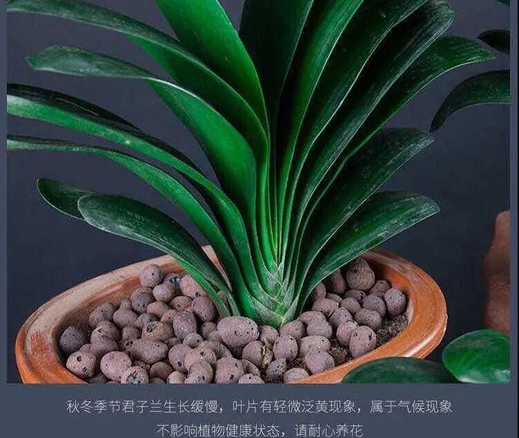 现货现发南非君子兰盆栽花卉植物室内四季常青绿植精品君子兰花苗四季