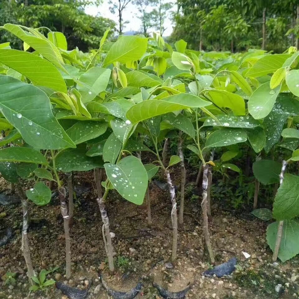 释迦果树苗番荔枝苗释迦果嫁接苗佛陀果盆栽果树苗当年结果3棵释迦果