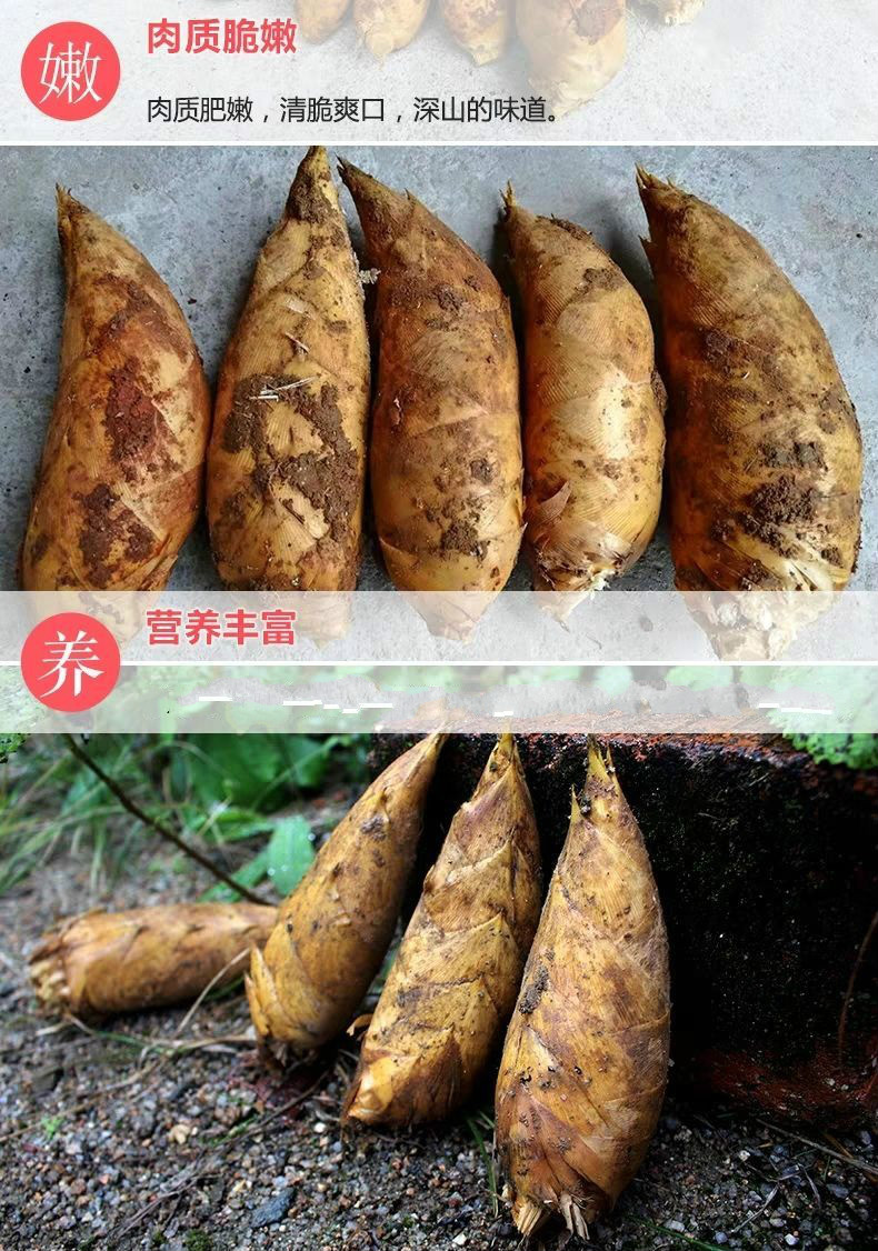 棠鲜生鲜冬笋新鲜大竹笋时令蔬菜春笋农家现挖楠竹冬笋小冬笋单个1到3