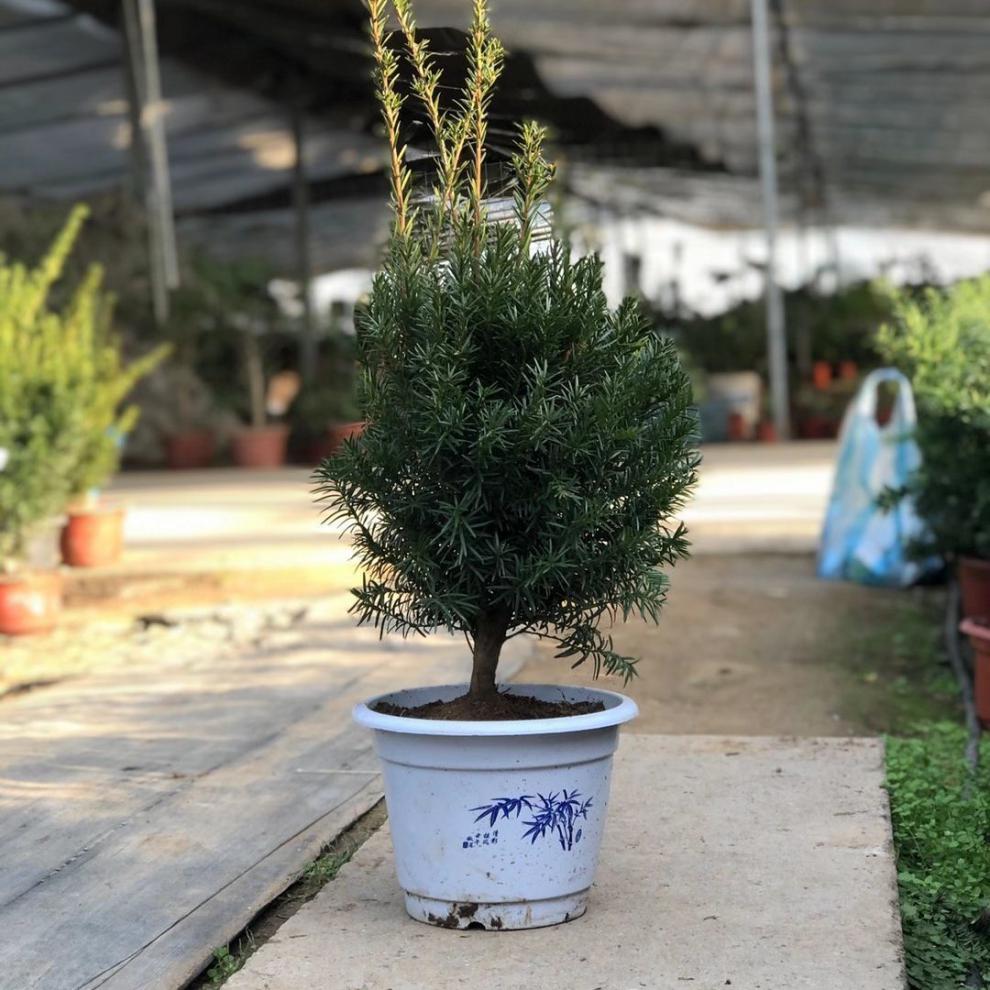 雨花蝶红豆杉盆栽曼地亚红豆杉树苗正宗盆景植物室内绿植吸甲醛结果