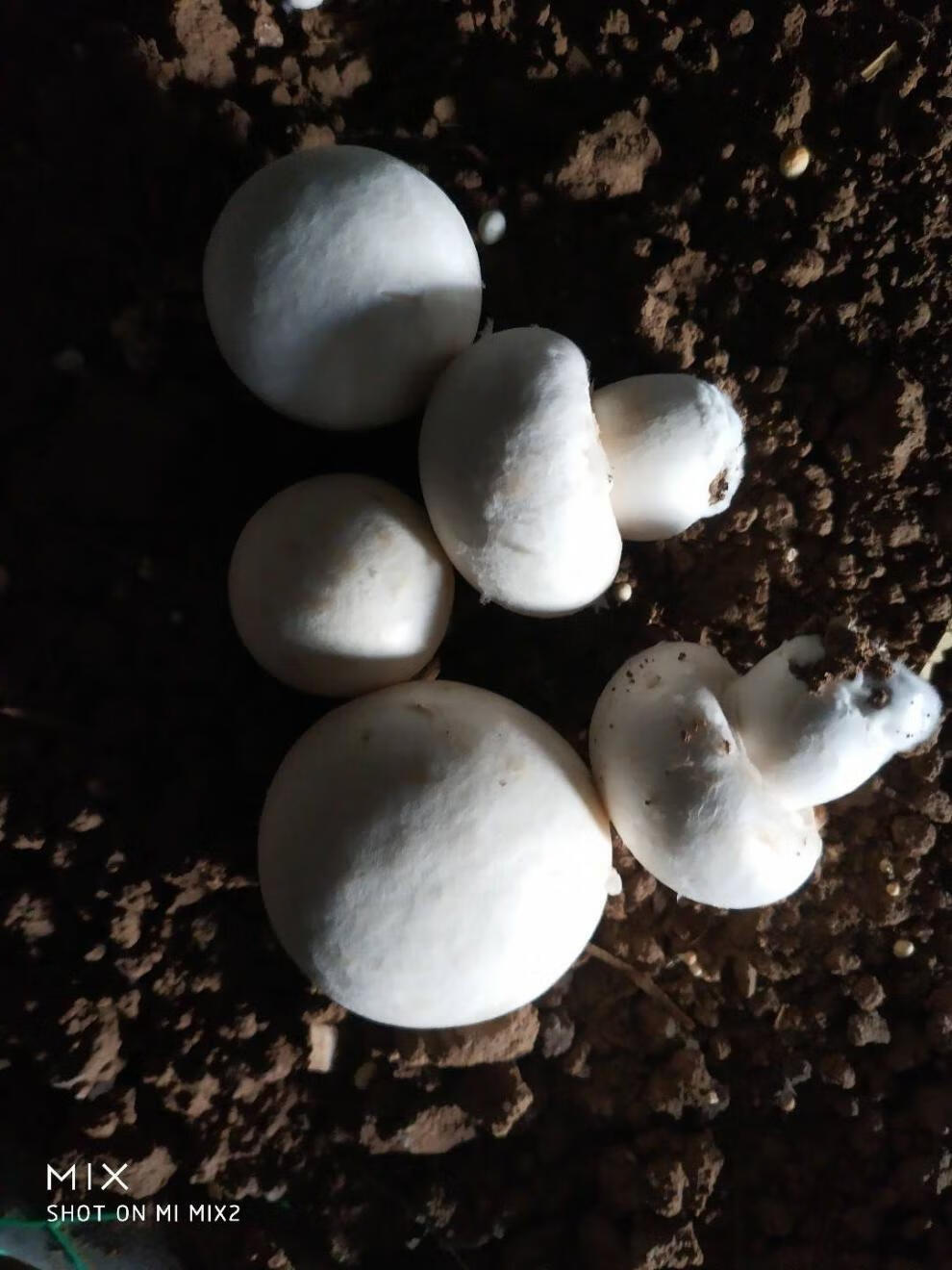 现摘新鲜蘑菇白蘑菇口蘑新鲜蔬菜3斤精品口蘑