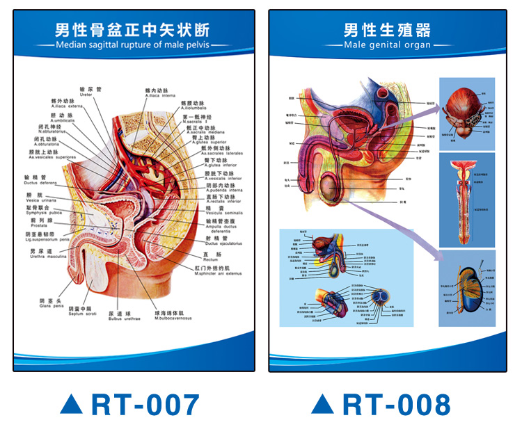 人体血管示意图解剖图循环器官内脏结构图全身图图解海报挂画全身器官