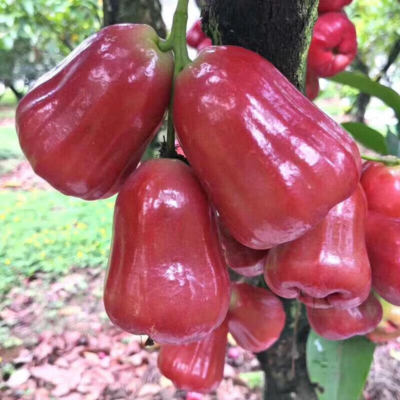 嫁接莲雾树苗黑金刚大叶红莲雾果树苗盆栽庭院种植当年结果六年苗50cm