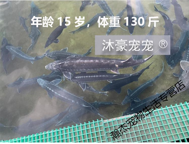 冷水鱼观赏鱼吃垃圾粪便鱼苗淡水鱼金鱼活体名贵好养尖嘴鲟1012厘米1