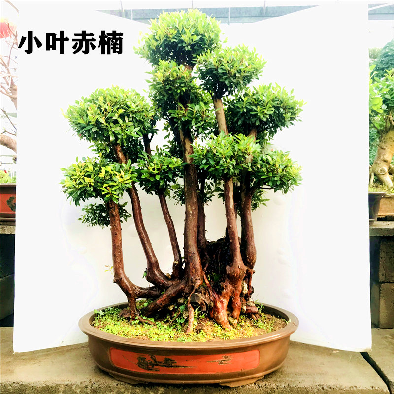 小叶赤楠盆景植物多杆造型庭院别墅阳台摆放黑松 荧光绿 带盆栽好