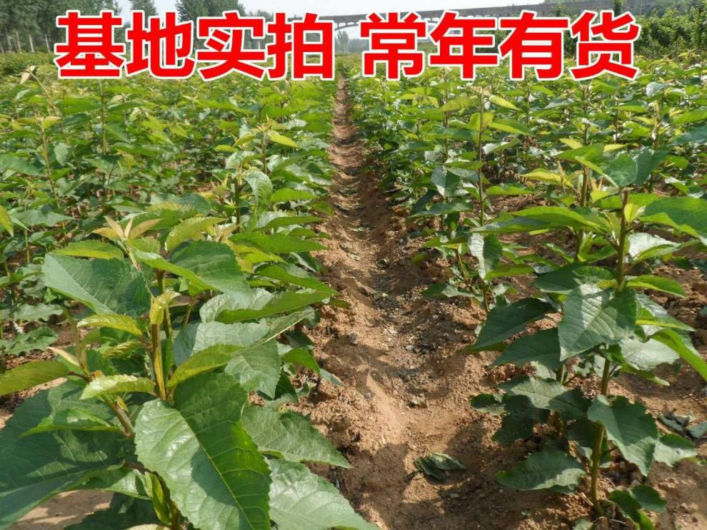 黑珍珠大樱桃树苗车厘子苗果树苗南北方盆栽地栽种植樱桃苗2年苗好