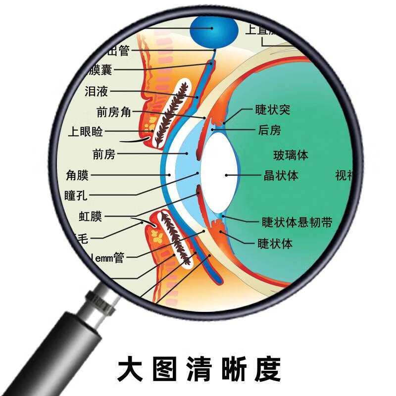 眼球解剖图泪腺分布图人体眼部肌肉血管结构图医院眼科宣传画海报