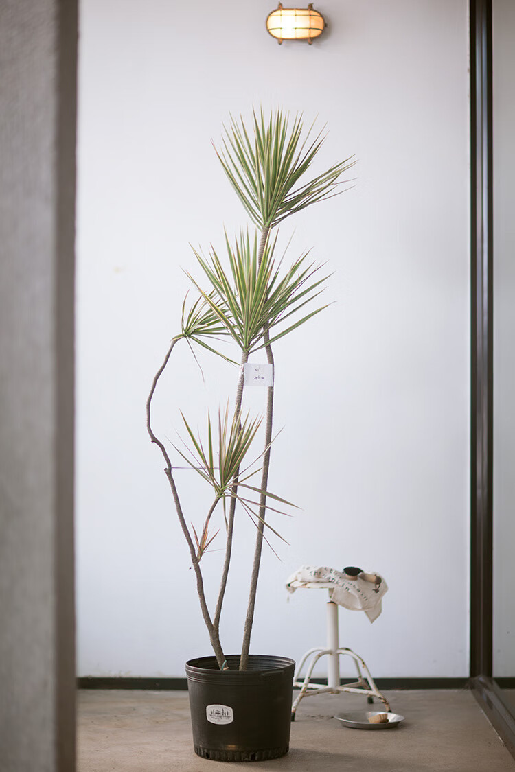 蔷薇之光plantplan3大型绿植千年木马尾铁造型盆栽深卡其布色m1292m不