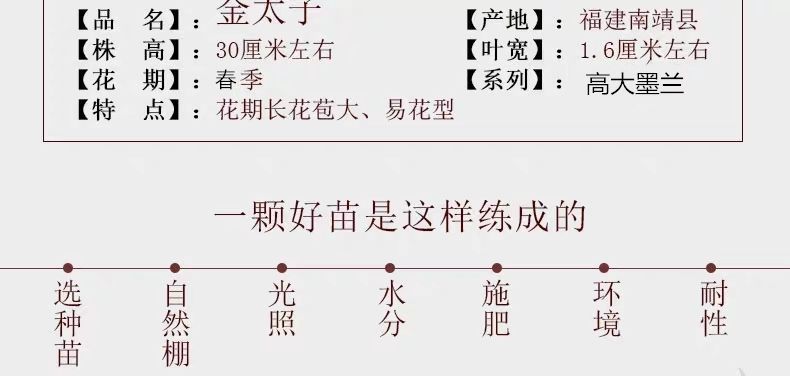 大花蕙兰墨兰建兰花卉盆栽绿植室内植物盆景大红袍2苗买二单一棵肥生