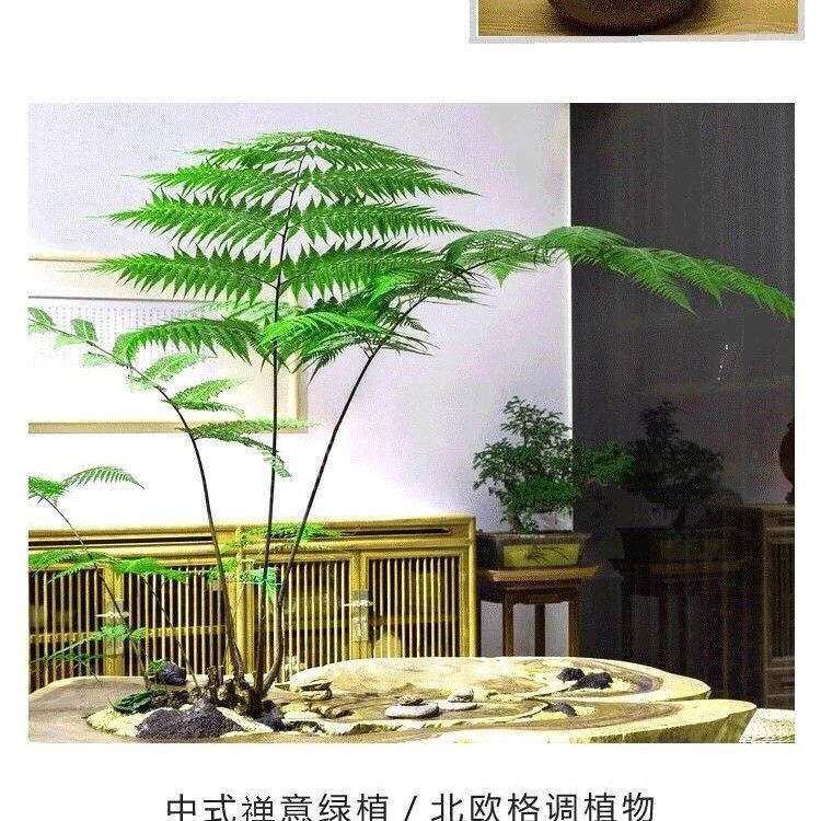 蕨类绿植物金丝网红蕨喜阴四季常青禅意室内摆放花园庭院景观盆栽精品