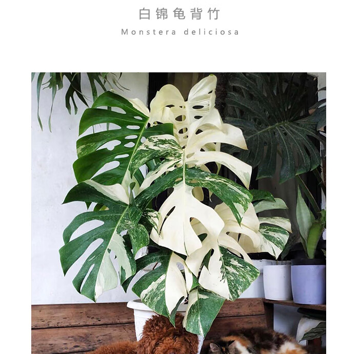 白锦龟背竹 monstera deliciosa室内盆栽网红绿植 纳枷奇雨林世界 白