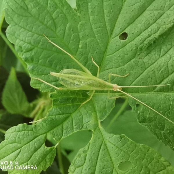 搭啵兔山东鸣虫螽斯活体纺织娘似织螽马竹蛉电报蛉蟋蟀油葫芦昆虫宠物