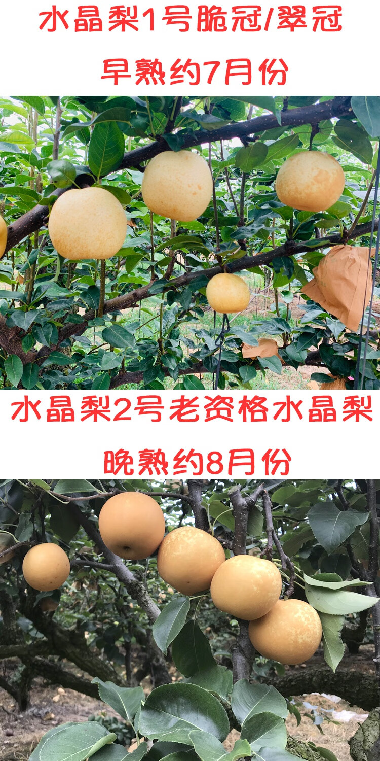 连州潭岭水晶梨脆冠 翠冠梨高山梨10斤装 水晶梨大果带箱10斤 10斤