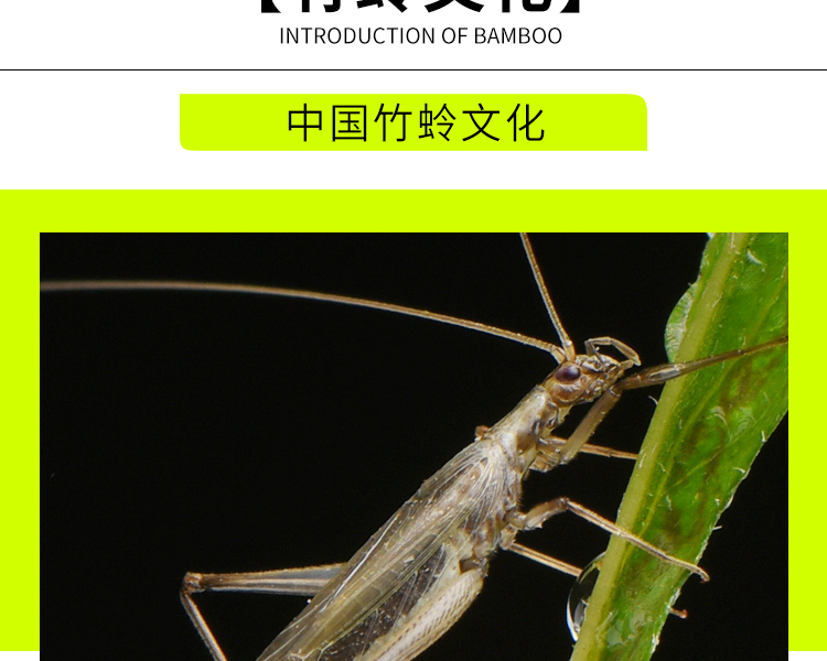 人工竹蛉活体鸣虫柬埔寨野生竹蛉盒有机竹蛉筒子虫具虫盒金钟盒罐精品