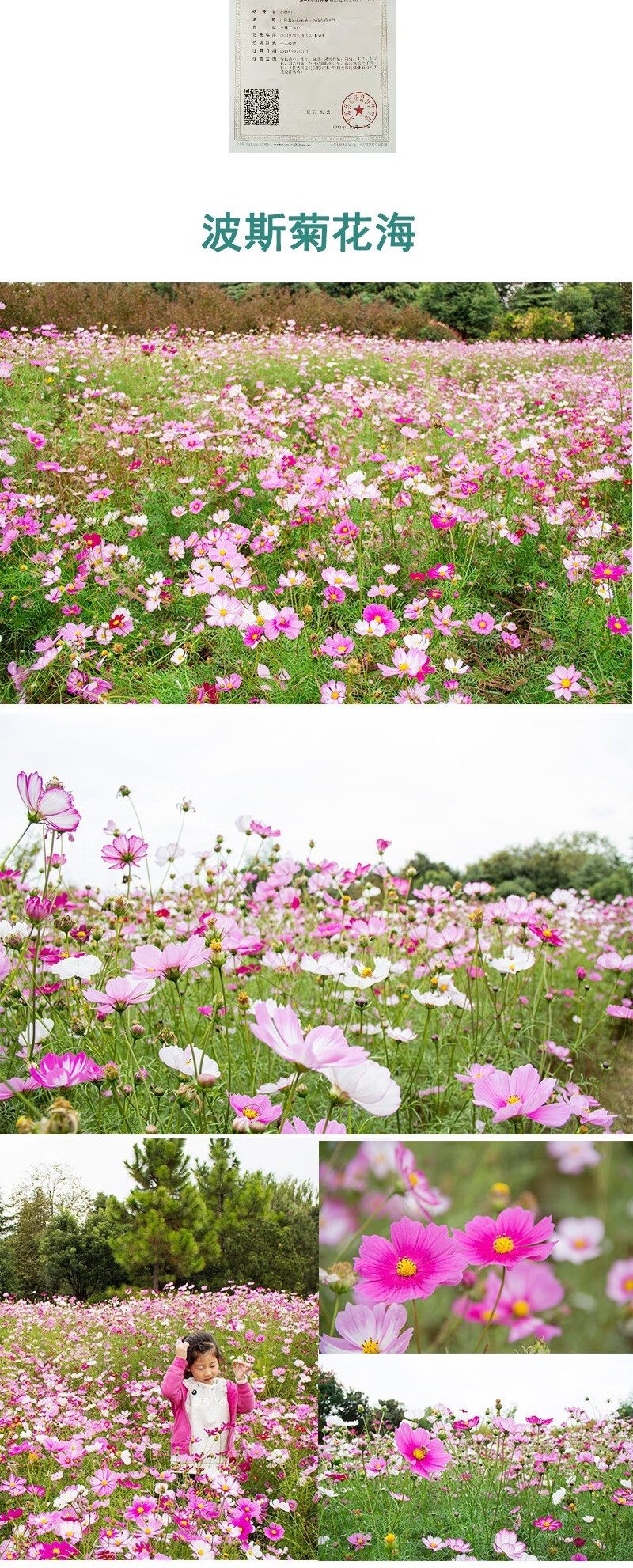 波斯菊花种子格桑花种籽子阳台花期长易活花籽庭院野花组合种孑格桑花