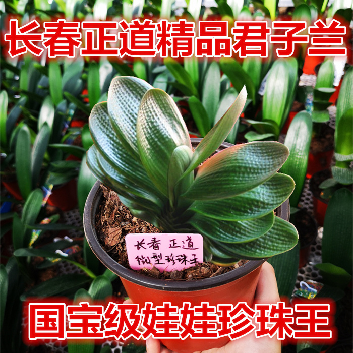 花姬 长春精品新款君子兰 微型珍珠王 虎头麻脸宽短叶