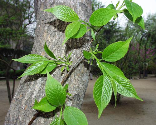 今年新杜仲种子 黄金植物 丝棉皮棉树皮胶树药材树杭情 一级杜仲种子